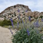 This image shows a natural landscape featuring a prominent rock formation in the background. The rock formation is rugged and composed of large, irregularly shaped boulders. In the foreground, there is a cluster of vibrant blue flowers with slender green stems, growing in sandy soil. The ground is mostly covered with sand, and there are patches of green vegetation scattered around. The sky above is partly cloudy, with patches of blue visible.