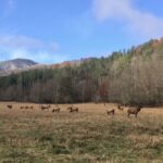 The elk herds within the Appalachian region are small and still recovering.